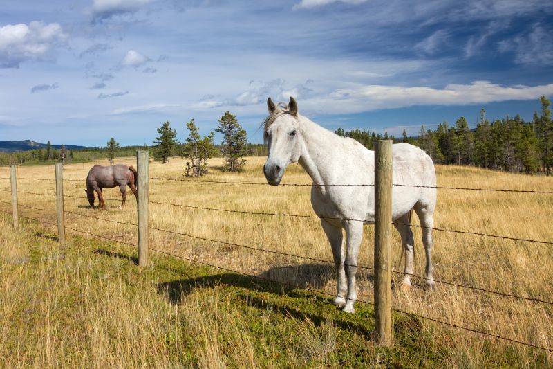 Horse Fence Replacement